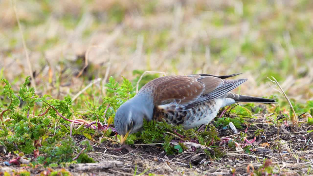 4k slow motion of fieldfare eating earthworms
