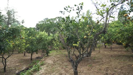 cítricos y naranjos que crecen en los jardines de san anton en un día húmedo y lluvioso