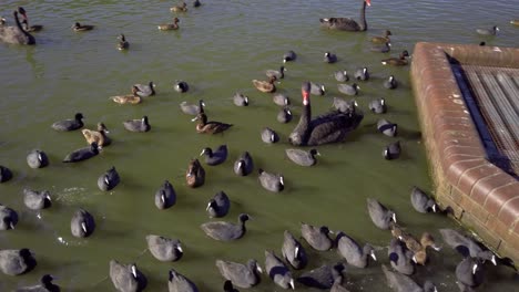 Schwärme-Von-Schwarzen-Schwänen-Und-Wildenten-Schwimmen-In-Einem-Teich-Im-Centennial-Park