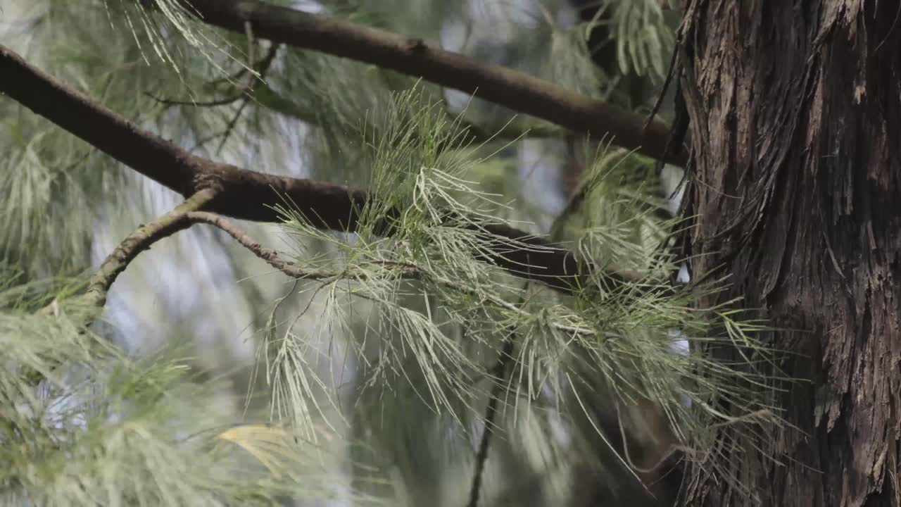 árbol de casuarina de cerca de hojas y ramas