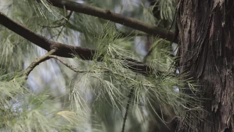 Casuarina-Baum,-Nahaufnahme-Von-Blättern-Und-Zweigen