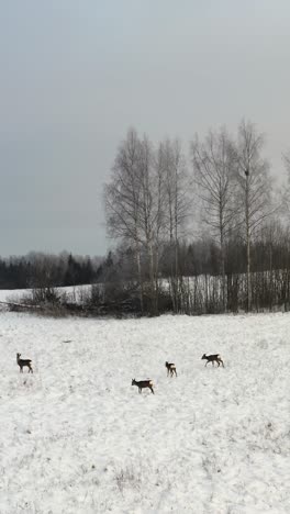 vertical aerial drone view of roe deer herd roaming a snow covered field in winter. stunning wildlife shot of a small buck herd in nature landscape. hunting wild animals.
