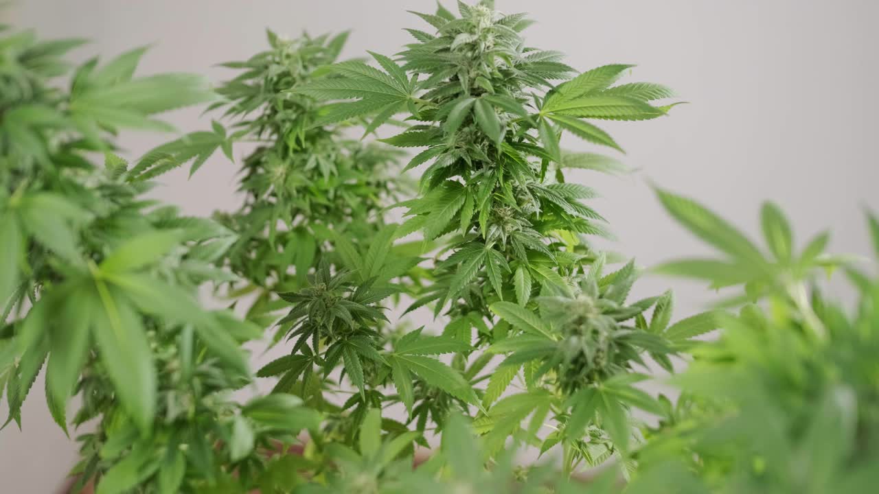 대마초 꽃, 대마초 필드 의학적 용도로 대마초의 유기적 성장.