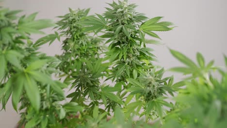 la floración del cannabis, el cultivo orgánico de cannabis para uso médico en el campo de la marihuana.