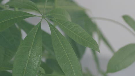 gotas de agua caen a cámara lenta sobre las hojas de pachira