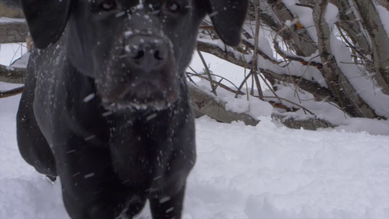 cerca de un labrador negro explorando una línea de árboles en la nieve