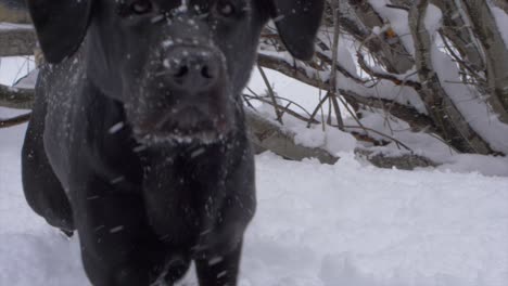 close up of a black labrador exploring a tree line in the snow