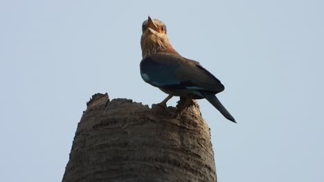 Indische-Racke-In-Ihrem-Nest