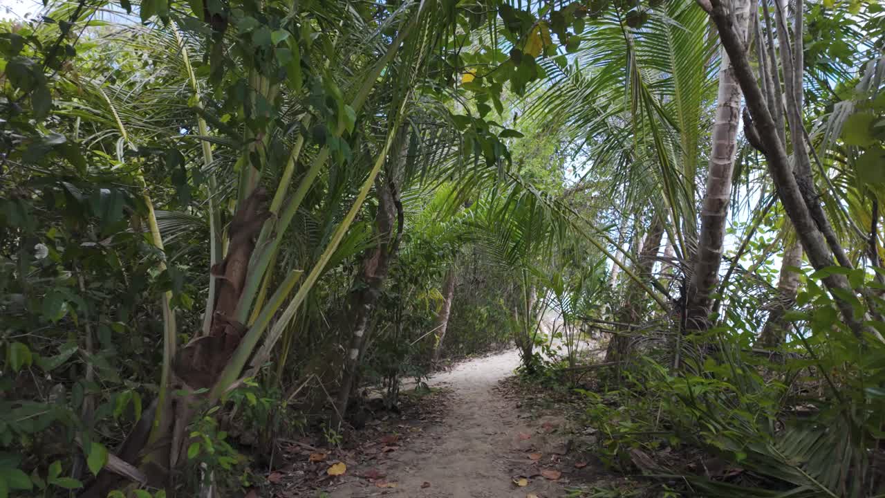 A lush trail through Cahuita National Park, Costa Rica, with tropical plants and wildlife, vibrant nature scene along sandy shore