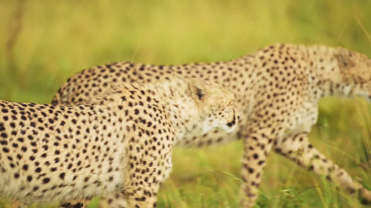 fotografía en cámara lenta de jóvenes guepardos caminando uno al lado del otro en la exuberante hierba paisaje paisaje de masai mara north conservancy, vida silvestre africana en la reserva nacional de masai mara, kenia, áfrica animales de safari