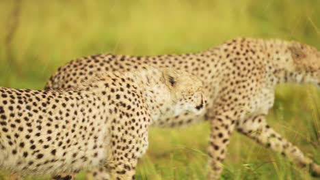 fotografía en cámara lenta de jóvenes guepardos caminando uno al lado del otro en la exuberante hierba paisaje paisaje de masai mara north conservancy, vida silvestre africana en la reserva nacional de masai mara, kenia, áfrica animales de safari