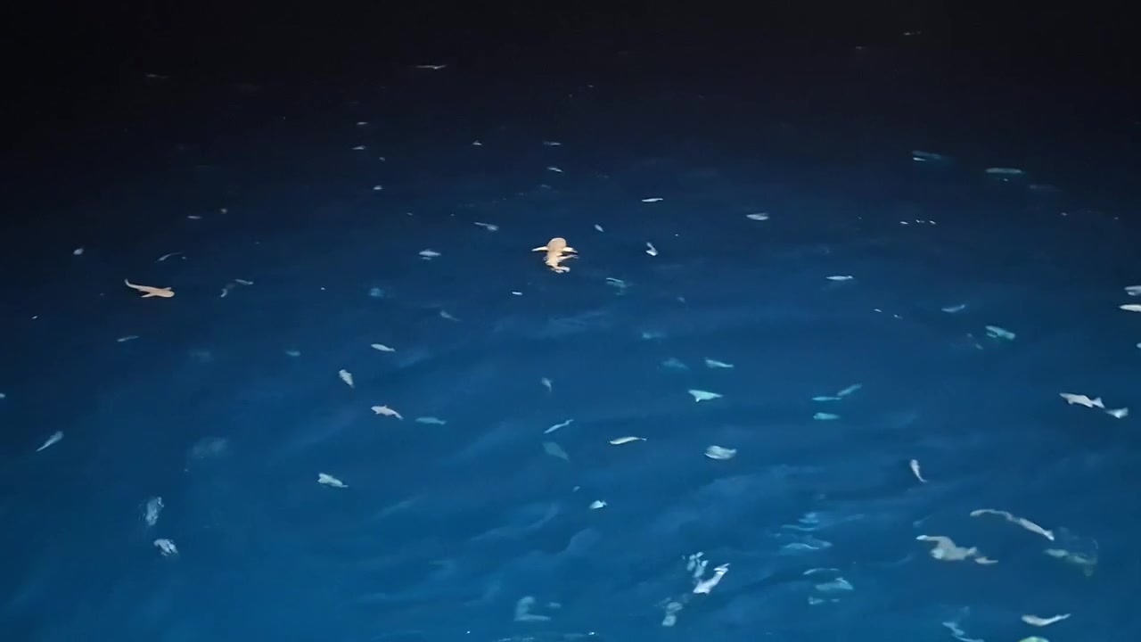 From above, several sharks glide through illuminated blue water among dense schools of tropical fish as bursts of splashing disturb the surface of a Maldives lagoon at night.