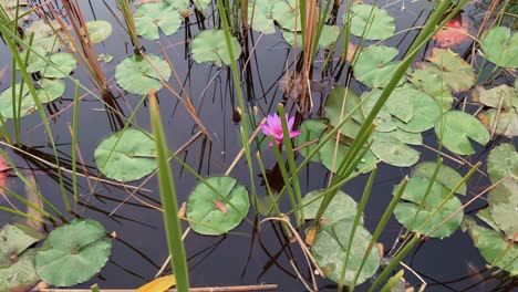 tracking shot of purple water lily blooming in the garden