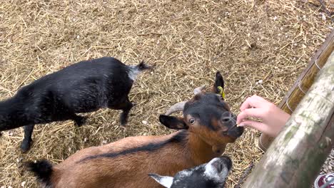 several little goats eat corn from the hand of a gentle child who lovingly feeds them