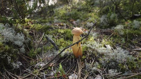 aureoboletus projectellus - el boleto delgado - de cerca