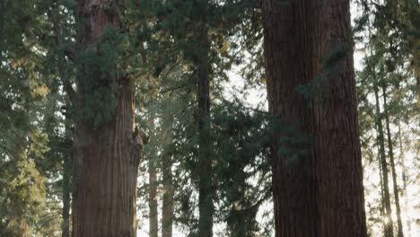 disparo en perspectiva panorámica trasera, árbol sherman general, el árbol más grande del mundo.