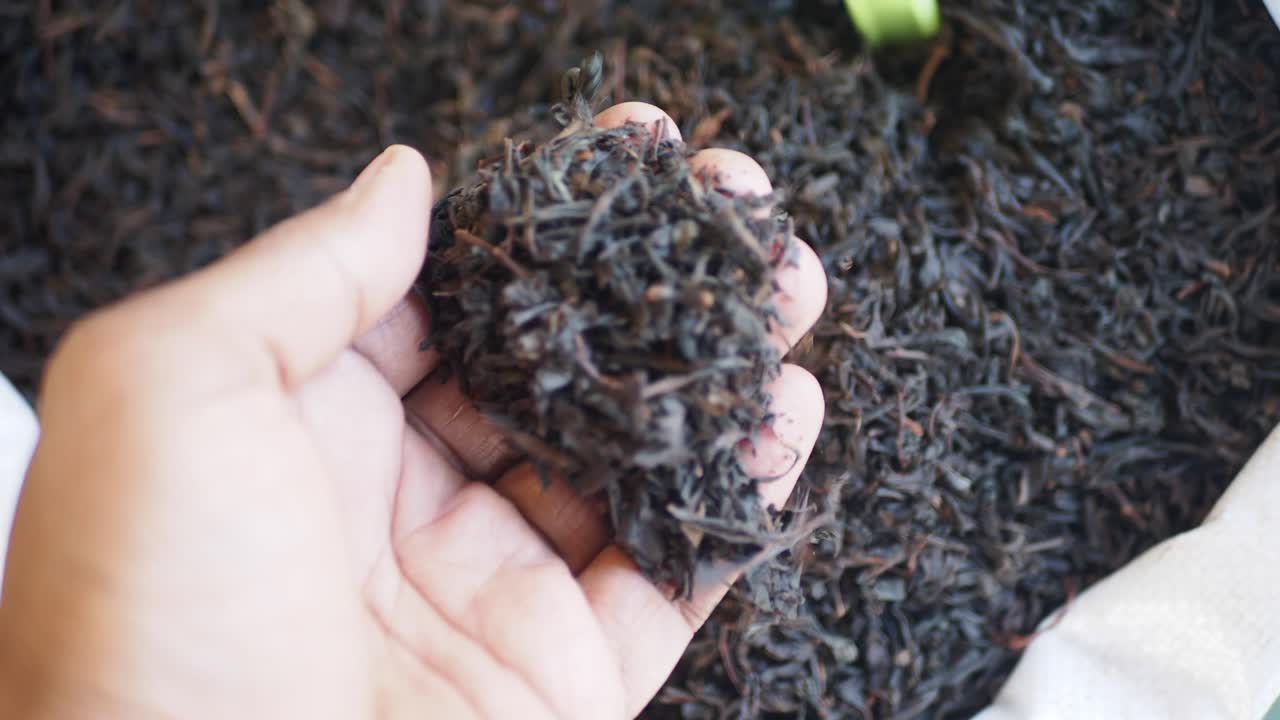 Close-up of a hand inspecting and holding dried black tea leaves