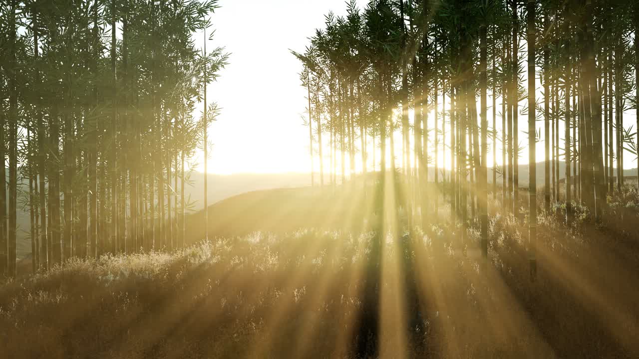 bosque de bambú verde en las colinas