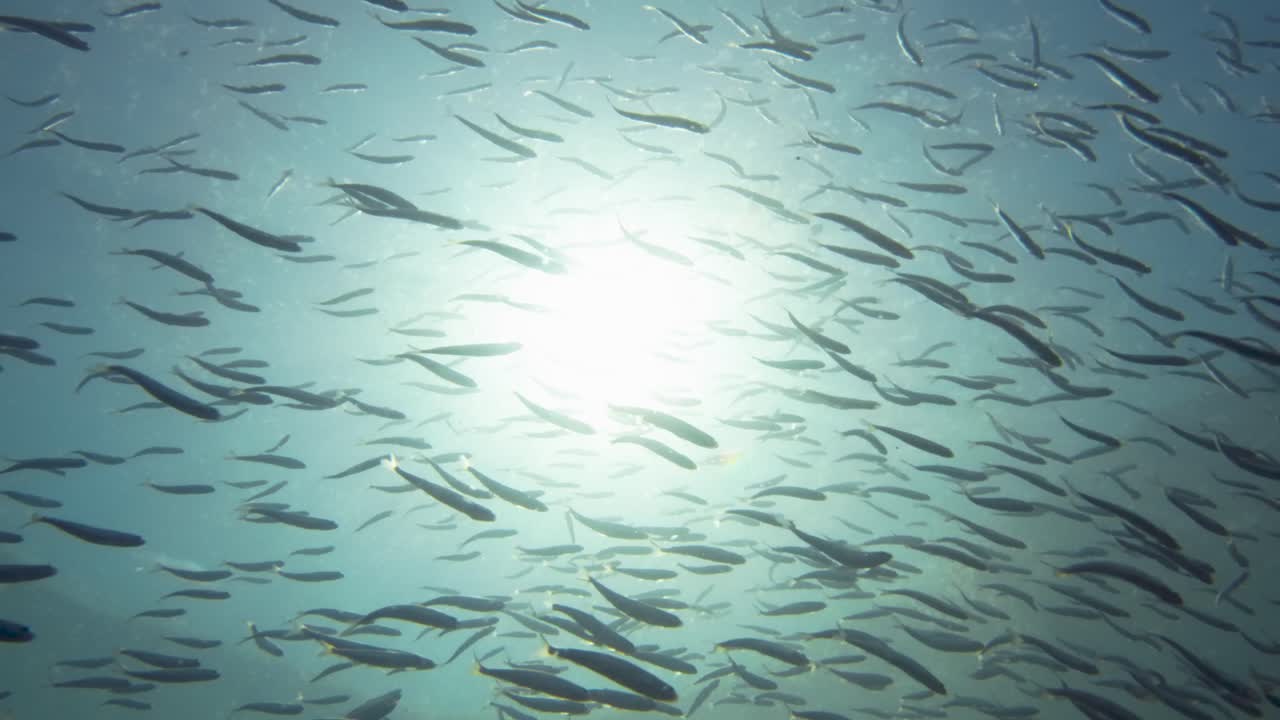 School of Fish Swimming in Sunlight Underwater