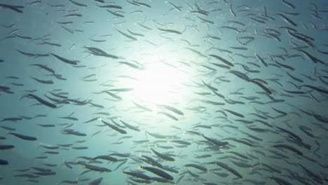 school of fish swimming in sunlight underwater