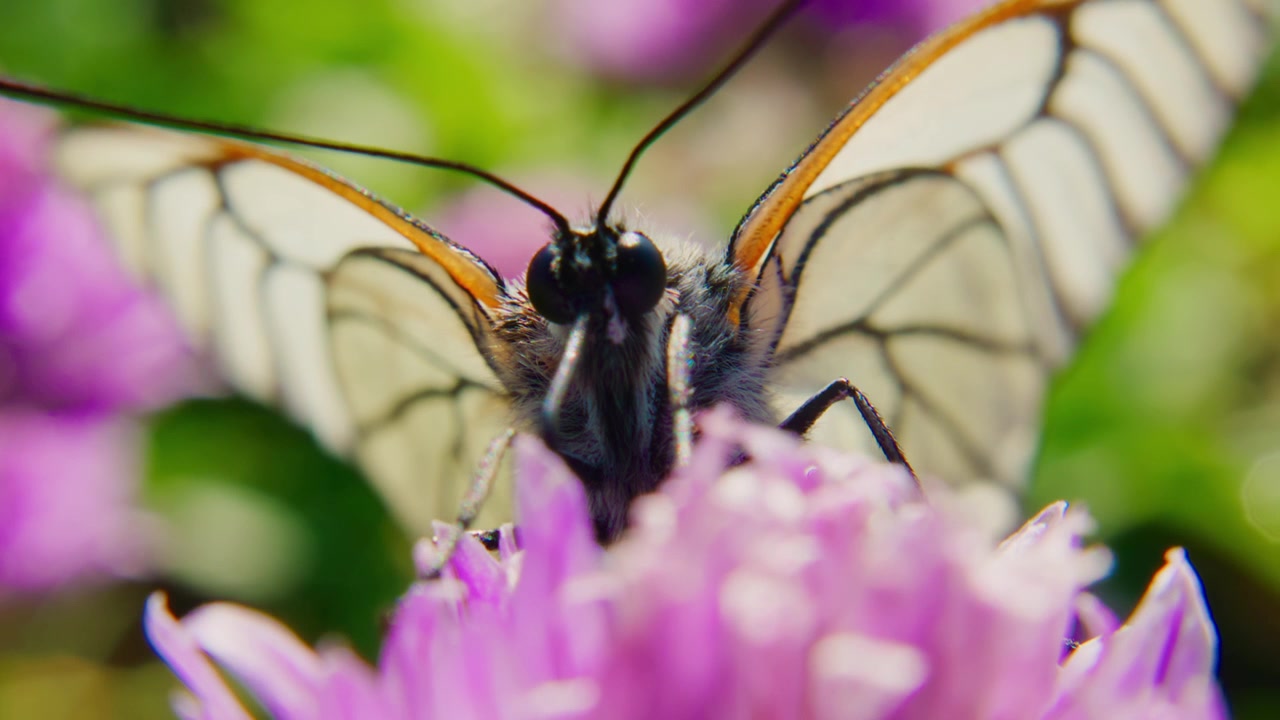 Una delicada mariposa con alas translúcidas descansa sobre una flor morada. Sus esbeltas antenas tocan suavemente los pétalos. La luz del sol brilla suavemente alrededor del cuerpo del insecto.