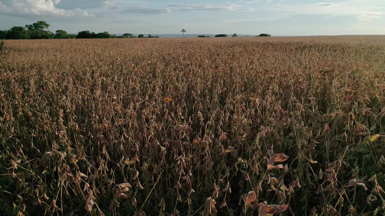 Monoculture farming, crop plants, land degradation, soya food harvests
