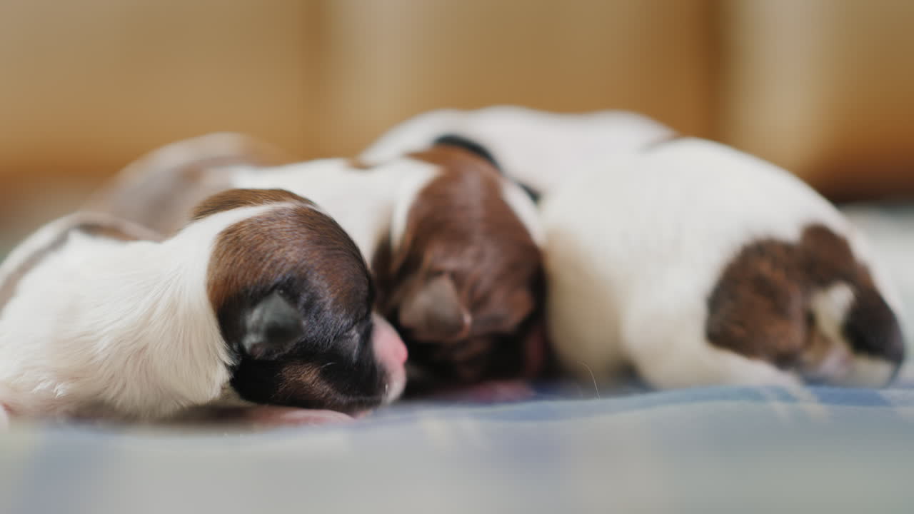 신생아 강아지 03