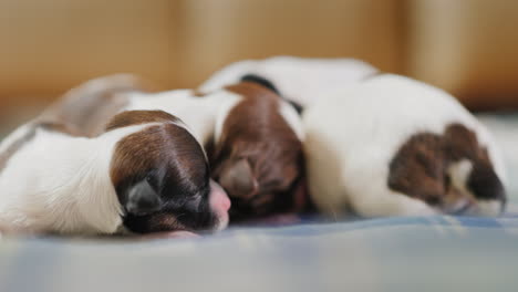 cachorro recién nacido 03