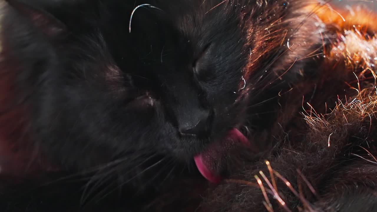 Domestic black cat washing itself