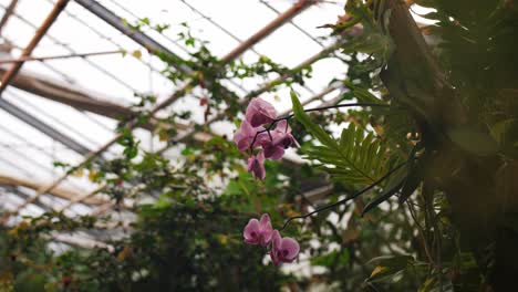Schöne-Rosafarbene-Blumen,-Die-Im-Gewächshaus-Wachsen,-Umlaufbahnansicht