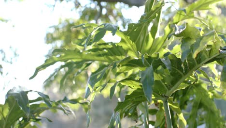 Primer-Plano-De-Planta-Con-Hojas-Verdes-En-Un-Día-Soleado,-Cámara-Lenta