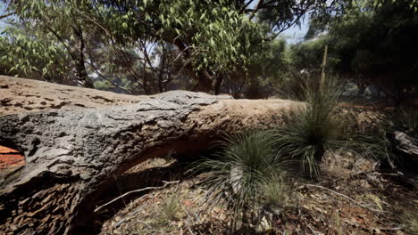 australian outback forest landscape with fallen log