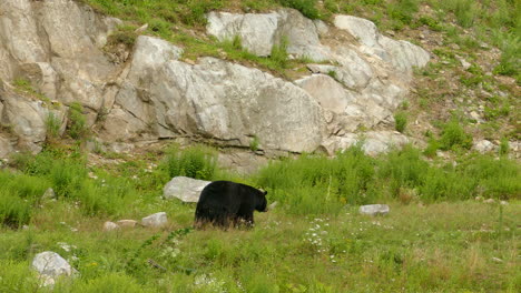 wild hungry big black bear walking alongside rocky grass lake trail hunting for food