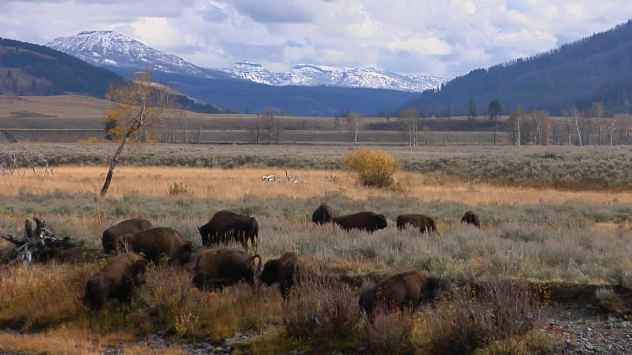 버팔로와 들소는 옐로스톤 국립 공원 와이오밍에서 방목