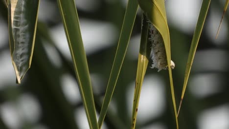 caterpillar eating green leaf and making home