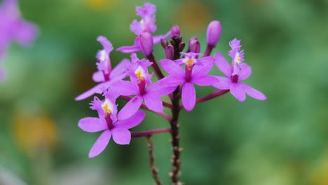 Hormigas-En-Flor-Macro-Shotin-Queensland,-Australia