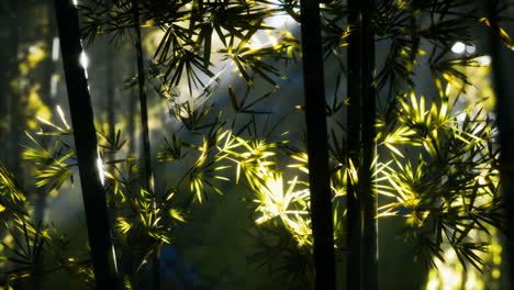 Bosque-De-Bambú-Asiático-Con-Luz-Solar