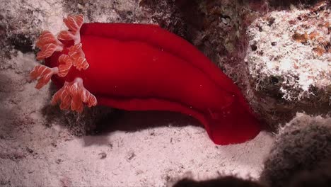 Nudibranquio-Bailarín-Español-En-El-Arrecife-De-Coral-Por-La-Noche-En-El-Mar-Rojo