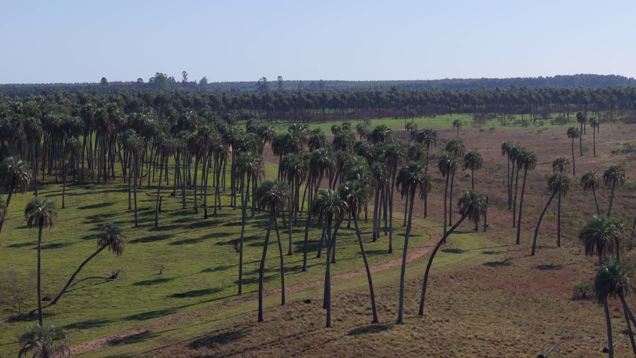 Drone perspective revealing the vast expanse of Yatay Palms (Butia yatay) in El Palmar National Park, Entre Ríos, Argentina.