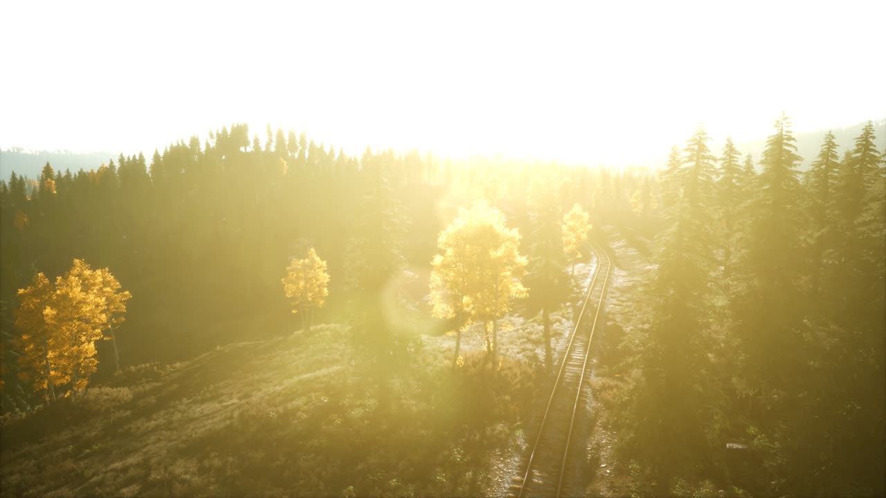 녹색 소나무 와 함께 해가 지는 아름다운 가을 숲 의 공중 전망