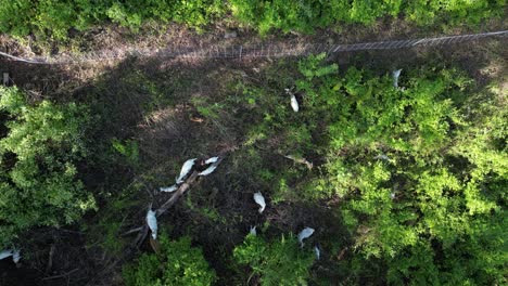 goat vegetation management - herd of goats grazing to control unwanted vegetation