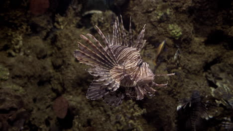 4K-Aufnahmen-Von-Exotischen-Fischen-Und-Korallen-Im-Aquarium-Auf-Der-Insel-Malta-In-Malta