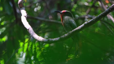 perched on a vine as seen trough foliage deep in the forest as the camera zooms in, red-bearded bee-eater nyctyornis amictus, thailand