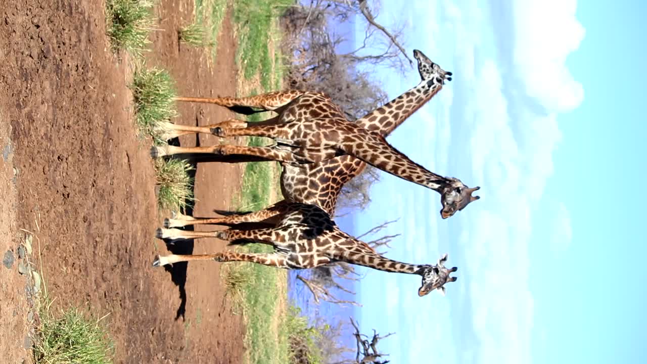 Ripresa verticale con gimbal di tre giraffe nella savana in una giornata di sole.