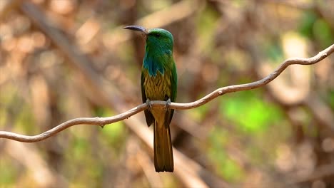 Der-Blaubärtige-Bienenfresser-Kommt-Auf-Der-Malaiischen-Halbinsel-Einschließlich-Thailand-An-Bestimmten-Waldlichtungen-Vor