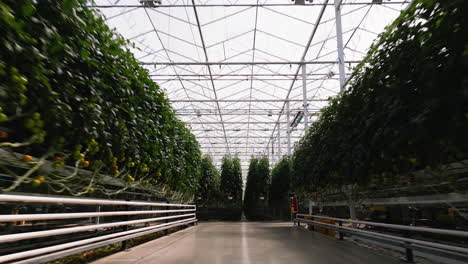 endless line of tomato plants in modern industrial greenhouse, dolly forward view