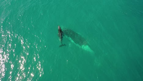 Aerial-view-of-bonding-moment-between-Humpback-whale-mom-and-baby