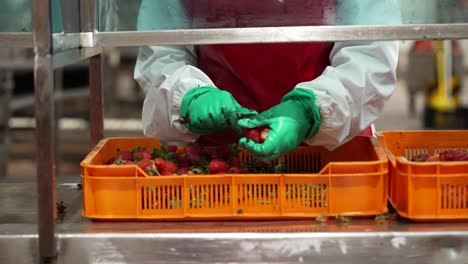 Persona-En-Una-Fábrica-Cortando-Las-Hojas-De-Las-Fresas-Y-Separándolas-En-Diferentes-Cajas.