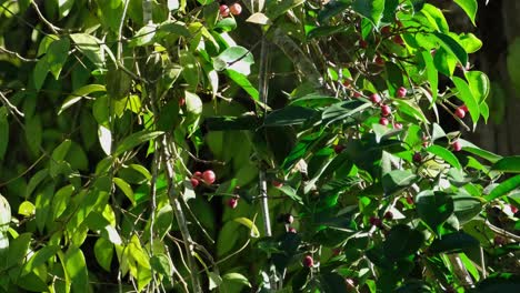 Foraging-within-the-chick-of-a-branch-with-fruits-looking-for-the-best-one-to-eat,-Green-eared-Barbet-Psilopogon-faiostrictus