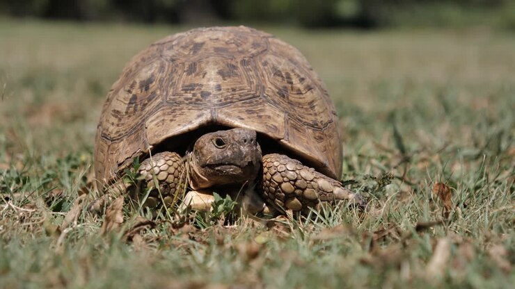 CU view: Leopard Tortoise pokes head out from hard protective shell